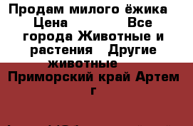 Продам милого ёжика › Цена ­ 10 000 - Все города Животные и растения » Другие животные   . Приморский край,Артем г.